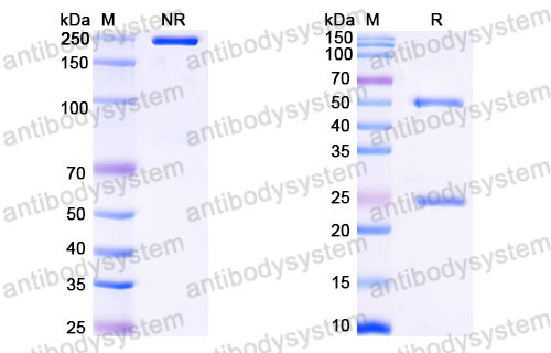 Валидация SDS-PAGE - AntibodySystem FMJ92850