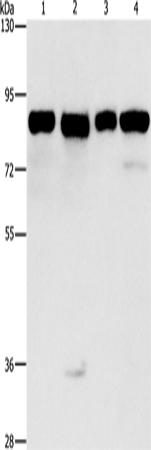 Валидация Elabscience E-AB-14200