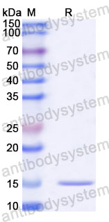 Валидация SDS-PAGE - AntibodySystem RHA72202