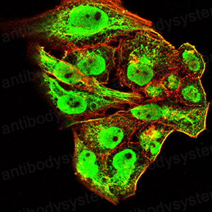 Валидация IF - AntibodySystem RHD09401