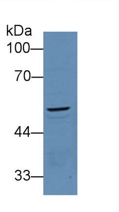 11994