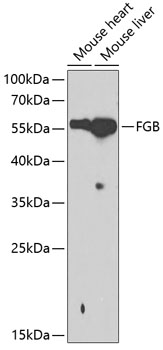Валидация Elabscience E-AB-60304