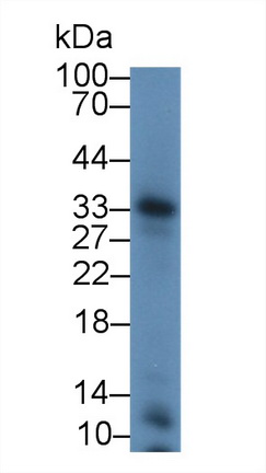 12900