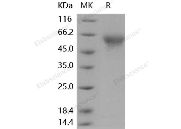 Валидация Elabscience PKSH031878(2499)