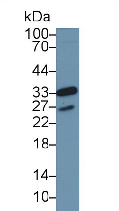 9162