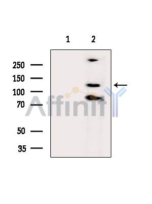 Валидация Affinity DF14262 - 10119