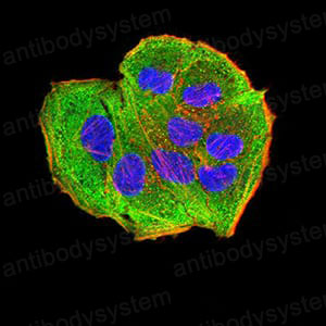 Валидация IF - AntibodySystem RHK77001