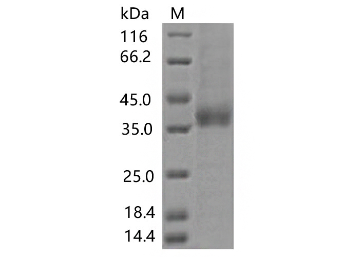 Валидация Elabscience PKSV030432(6157)