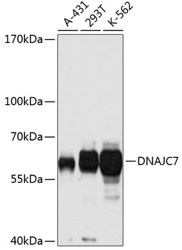 Валидация Elabscience E-AB-63729
