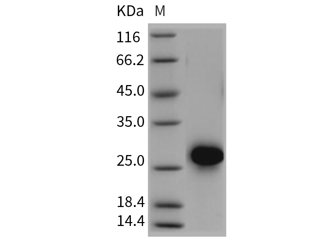 Валидация Elabscience PKSR030348(5689)
