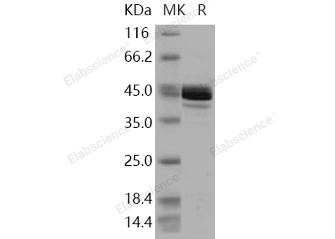Валидация Elabscience PKSH030901(1733)