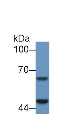 12461