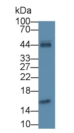 62723