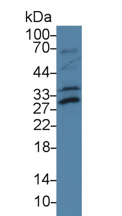9424