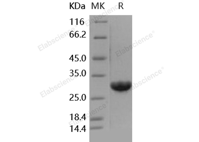 Валидация Elabscience PKSH031707(2348)