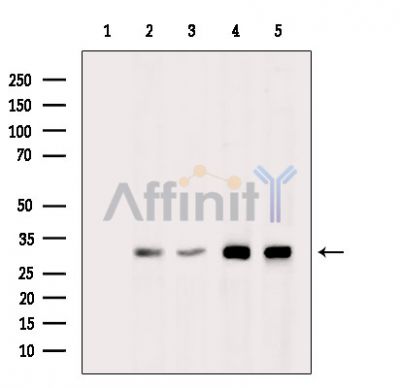 Валидация Affinity DF14916 - 11082