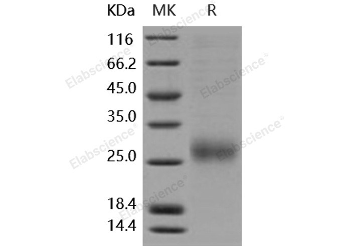 Валидация Elabscience PKSH031898(2515)