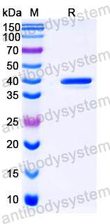 Валидация SDS-PAGE - AntibodySystem FWK30540