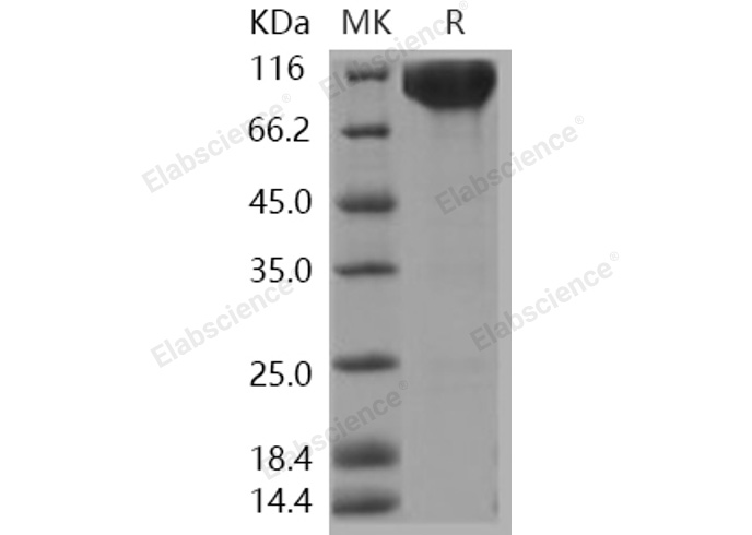 Валидация Elabscience PKSH030941(1764)