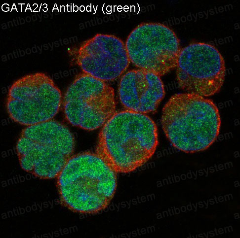 Валидация IF - AntibodySystem RHD60401
