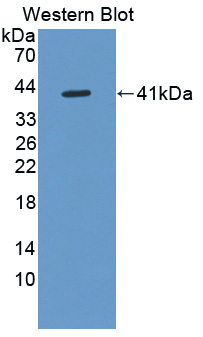 41432