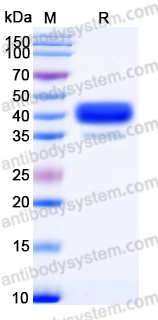 EHC27901, SDS-PAGE