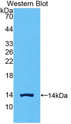 58080