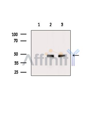 Валидация Affinity DF15847 - 12353