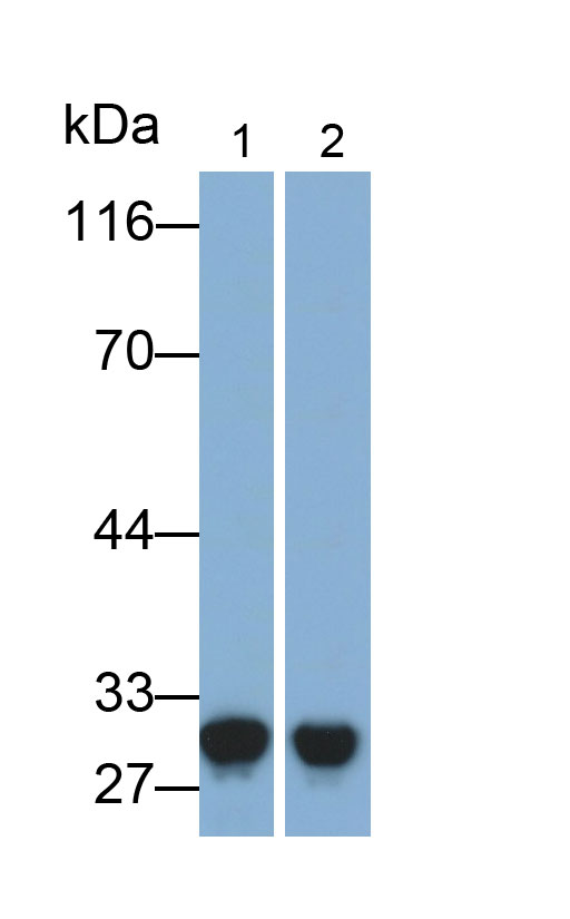 12739