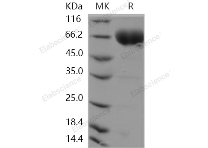 Валидация Elabscience PKSH030962(1781)