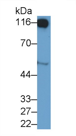 22764