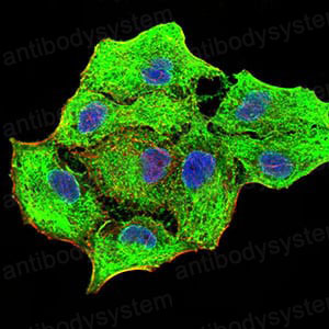Валидация IF - AntibodySystem RHC99501