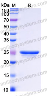 YHH02901, SDS-PAGE