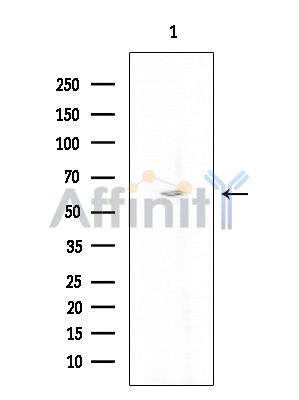 Валидация Affinity DF9685 - 22459