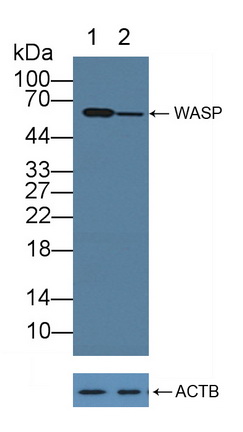 12172
