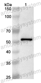 Валидация AntibodySystem PHB48901