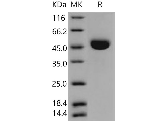 Валидация Elabscience PKSM040613(4599)