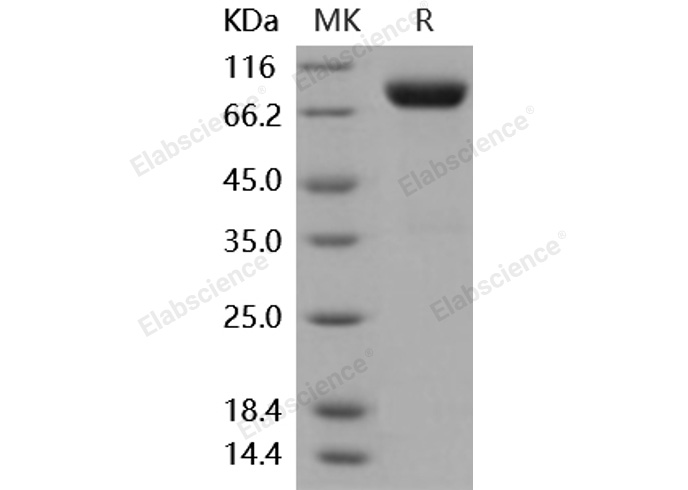 Валидация Elabscience PKSM040876(4831)