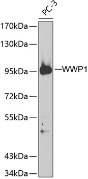 Валидация Elabscience E-AB-67637