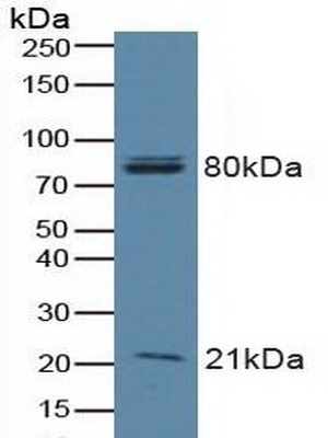 5100