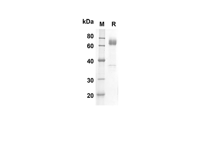 Валидация Elabscience PDMH100214(841)