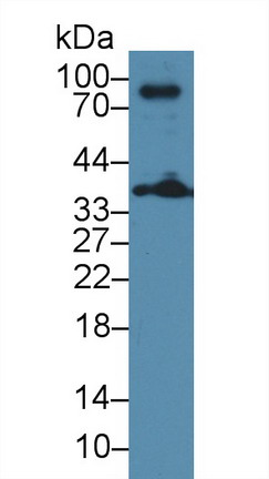 8394