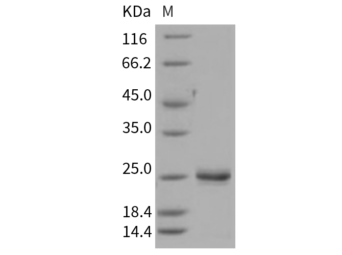 Валидация Elabscience PKSR030380(5718)