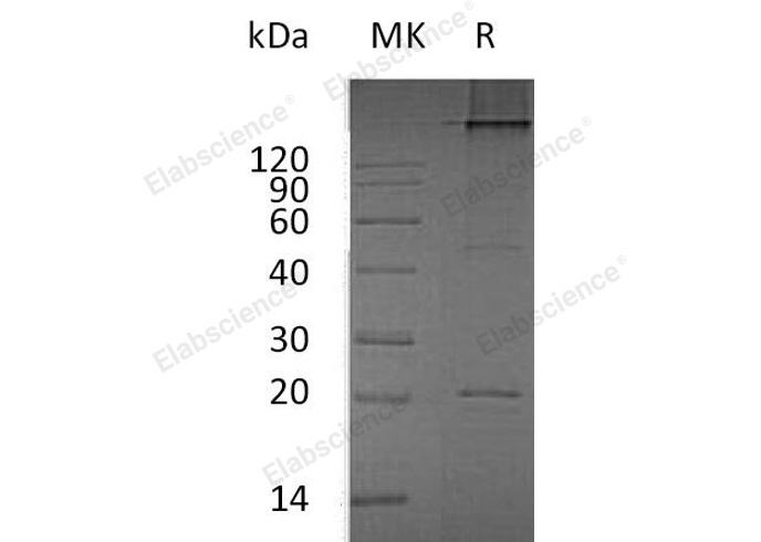 Валидация Elabscience PKSH032986(3374)