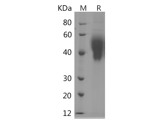 Валидация Elabscience PDMH100356(965)