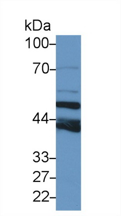 15276