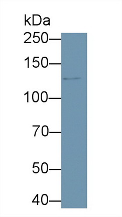 9658