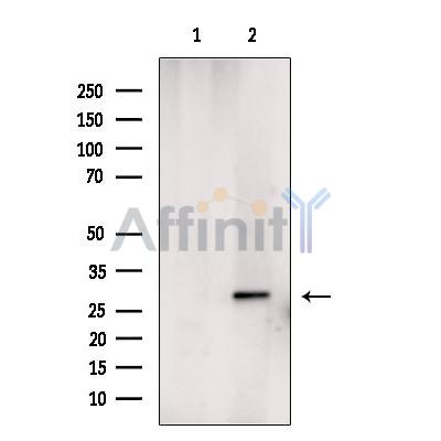 Валидация Affinity DF9058 - 21317