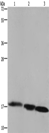 Валидация Elabscience E-AB-11241