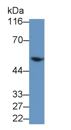 9604